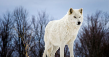 white wolf in the snow